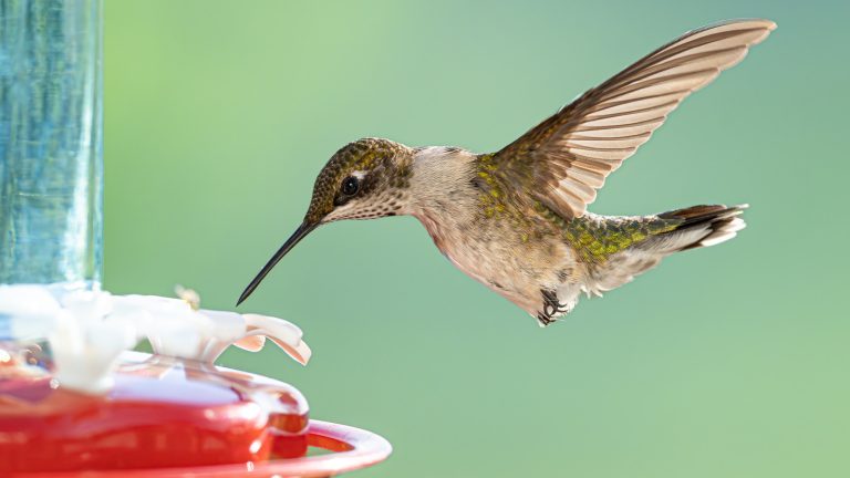 This Ripe Fruit Is Essential for Drawing Hummingbirds to Your Garden