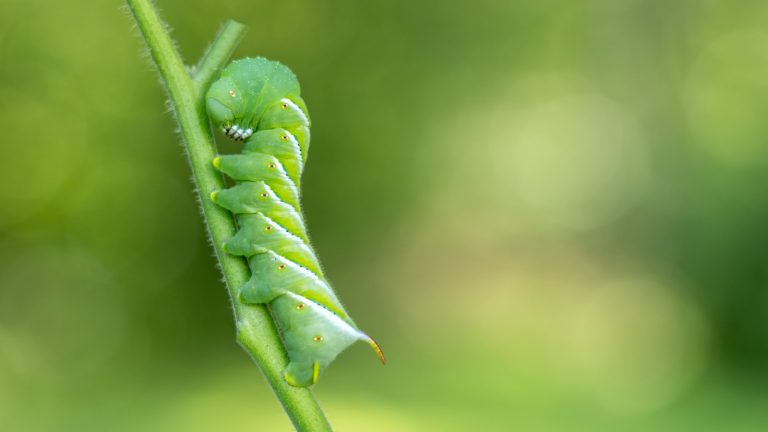 16 Tips to Eliminate Pests from Your Vegetable Garden