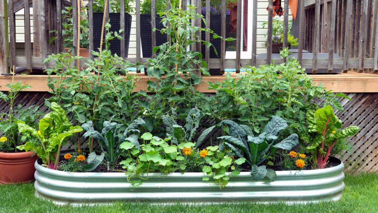 Plant This Timeless, Flavorful Herb to Deter Ants and Moths in Your Garden