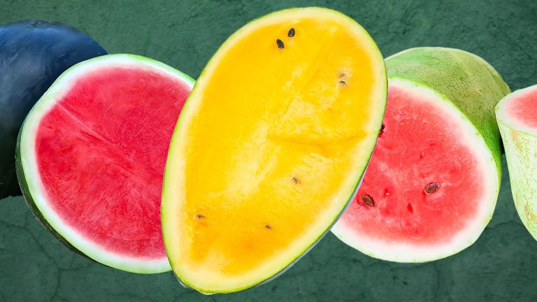 The Top 10 Most Delicious Watermelon Varieties