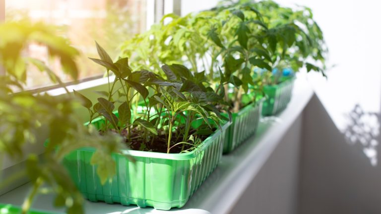 Repurpose Plastic Takeout Containers: Transform Them for Your Garden
