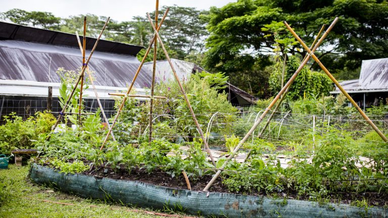Understanding Trellises: Do They Benefit Your Vegetable Garden?