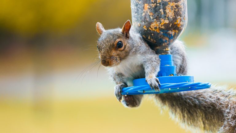 Use This Common Baking Ingredient to Keep Squirrels Away from Your Bird Feeder
