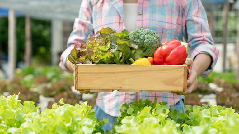 5 Budget-Friendly Tips for Growing a Vegetable Garden