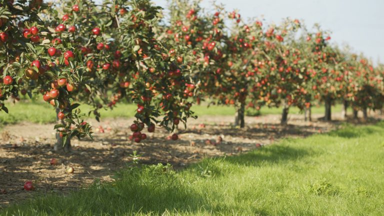 Three Ideal Fruit Trees for Beginner Gardeners