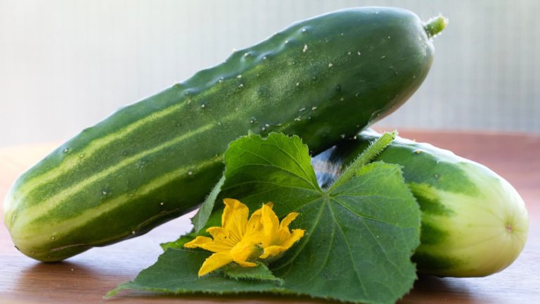 The Joyful Cucumber: Mild, Crunchy, and Easy to Cultivate