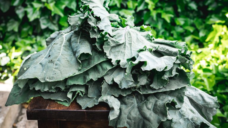 A Guide to Preparing Collard Greens for Tasty Southern Dishes