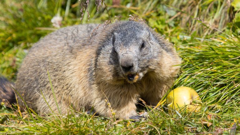 Use Groundhogs' Apple Cravings to Permanently Deter Them from Your Yard