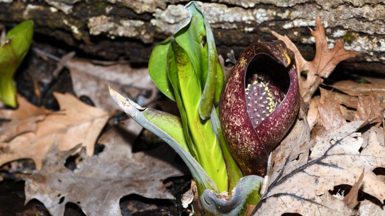 The Type of Cabbage Known for Its Mildly Narcotic Effects