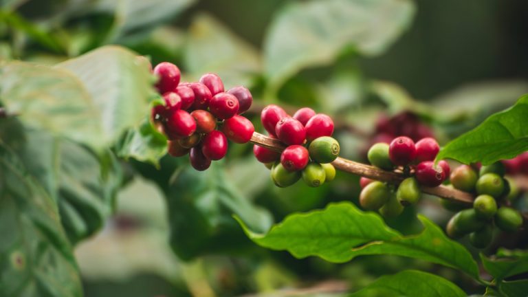 The First Mainland US State to Cultivate Coffee