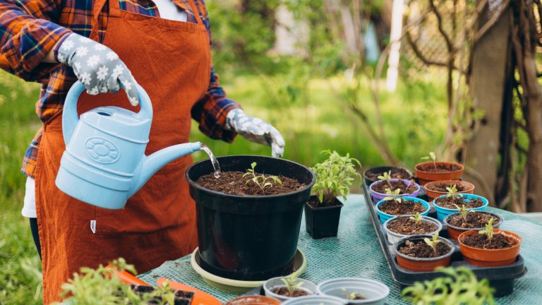 Save Your Leftover Cooking Water: Use It to Nourish Your Garden Instead