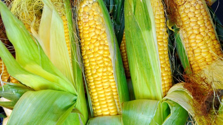 How to Freeze Corn on the Cob and Prevent Freezer Burn