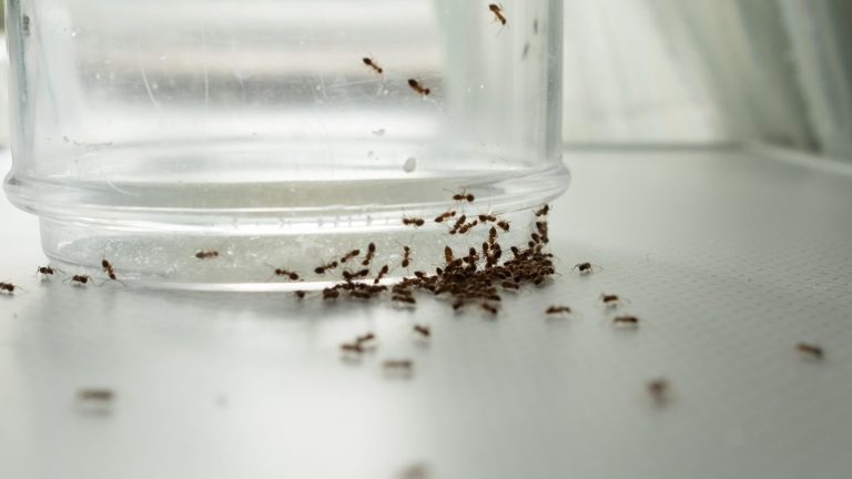 Discover the Top 2 Ingredients You Already Own to Prevent Ants in Your Kitchen