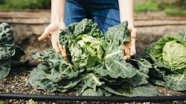 This Stunning Flower Is the Key to Repelling Cabbage Flies from Your Vegetable Garden