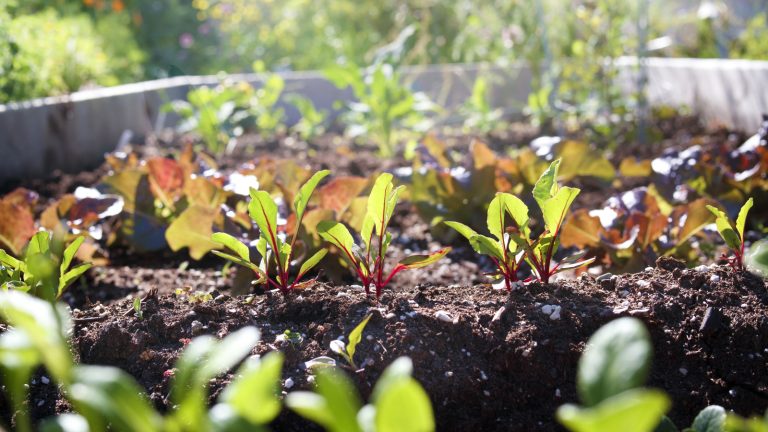 Don't Discard That Empty Paper Towel Roll—Try This Gardening Hack Instead