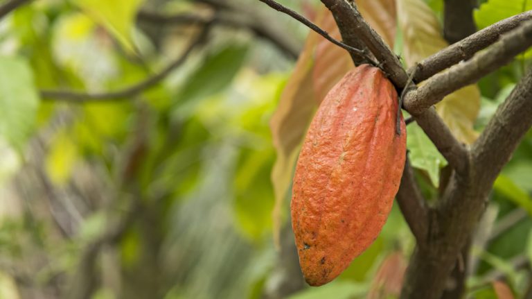 This Nation Leads the World in Cocoa Production