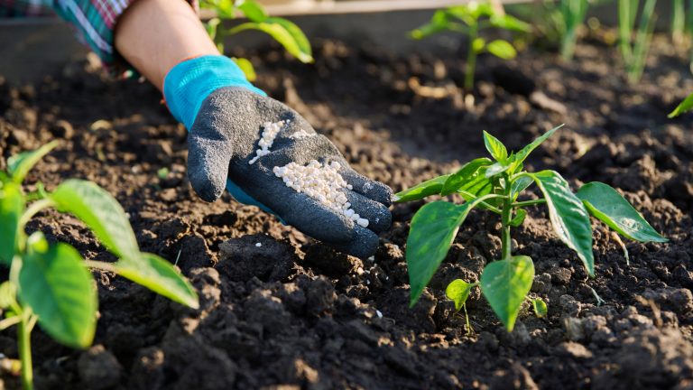 The Importance of Timing in Planting Peppers
