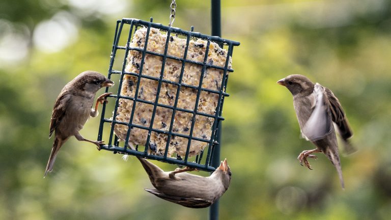 Save Your Bacon Grease: Add It to Your Bird Feeder Instead