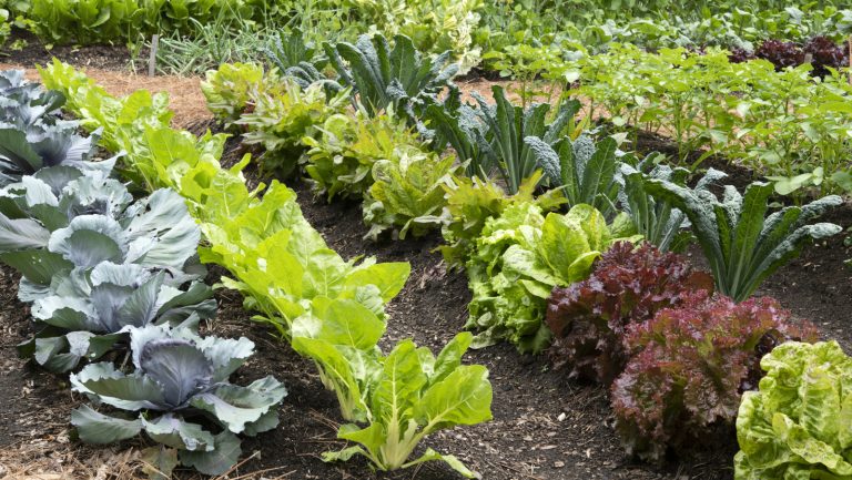 5 Vegetables Perfect for Your Shaded Garden