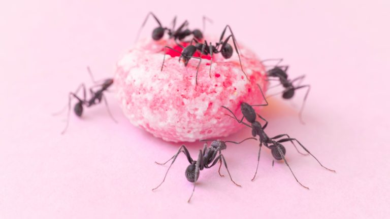 Discover the Ant-Repelling Powerhouse Hidden in Your Pantry