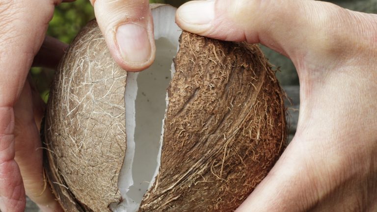 How to Use a Kitchen Knife to Open a Coconut