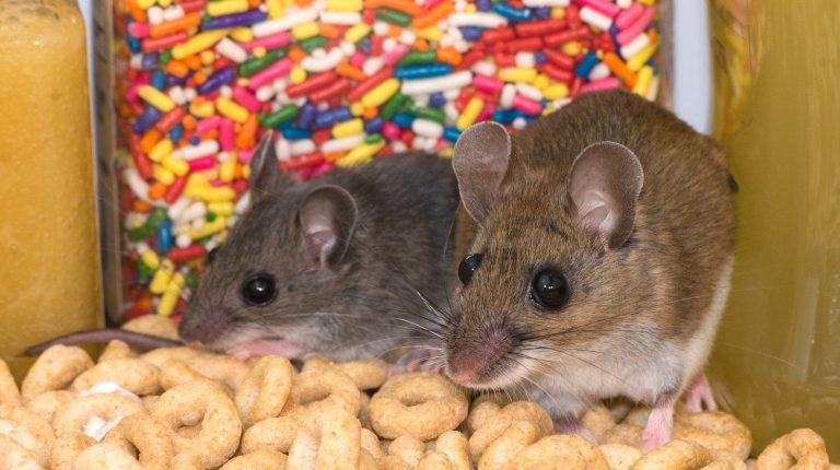 5 Effective Strategies to Prevent Mice in Your Kitchen