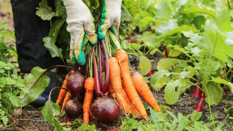 Understanding Intercropping: Why It's Essential for Your Vegetable Garden