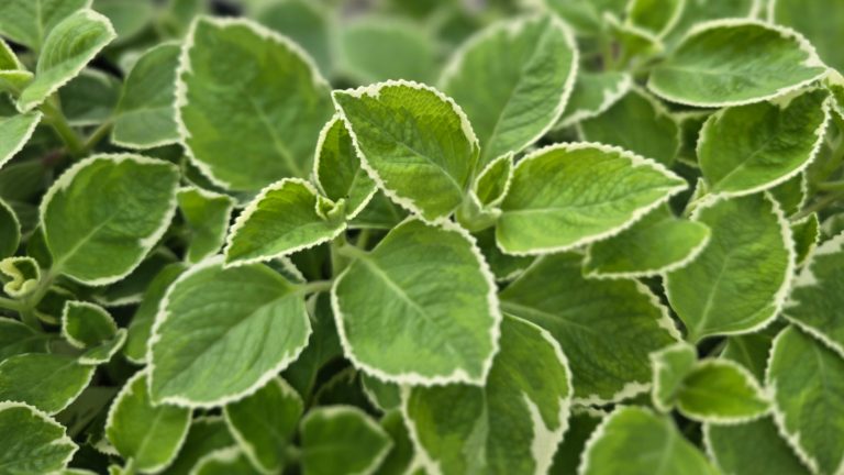 The Common Indoor Gardening Error That's Harming Your Oregano