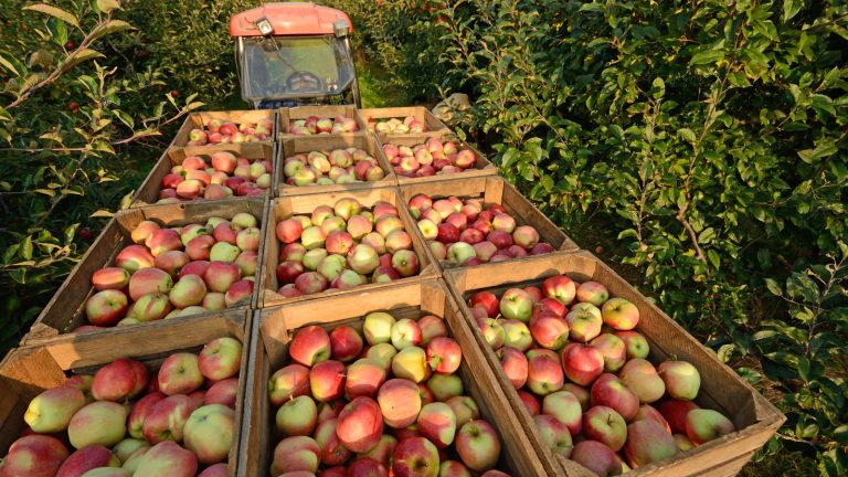This Nation Leads the World in Apple Production