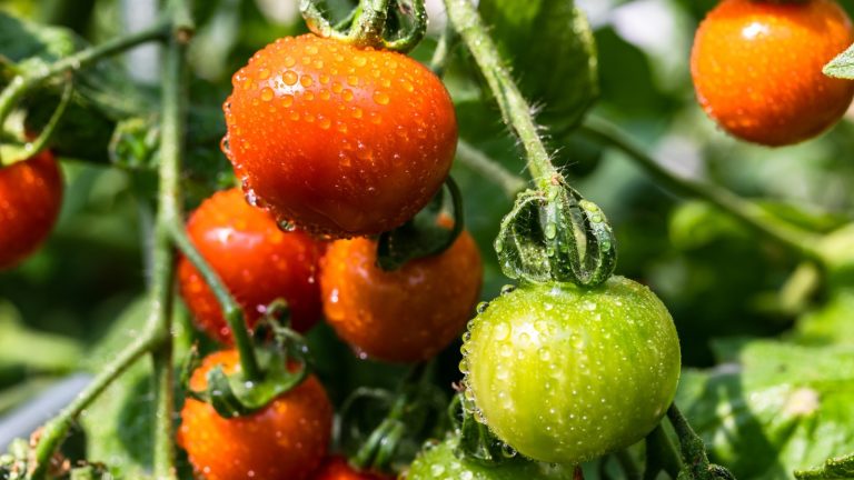 Enhance Your Tomato Yield Using This Easy Baking Soda Method