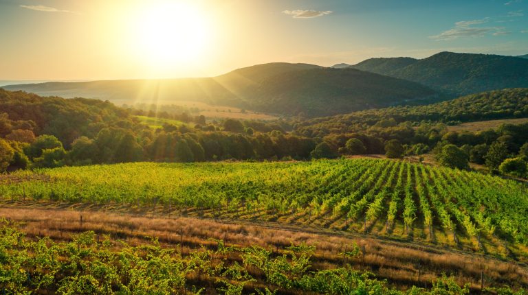 You Might Be Surprised by Which State Leads in US Food Production