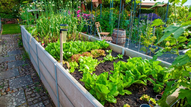 A Leafy Green: Among the Simplest Vegetables to Cultivate in Your Garden