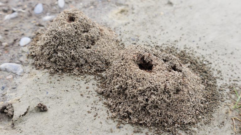 The Simplest Method for Eliminating Ant Hills in Your Vegetable Garden