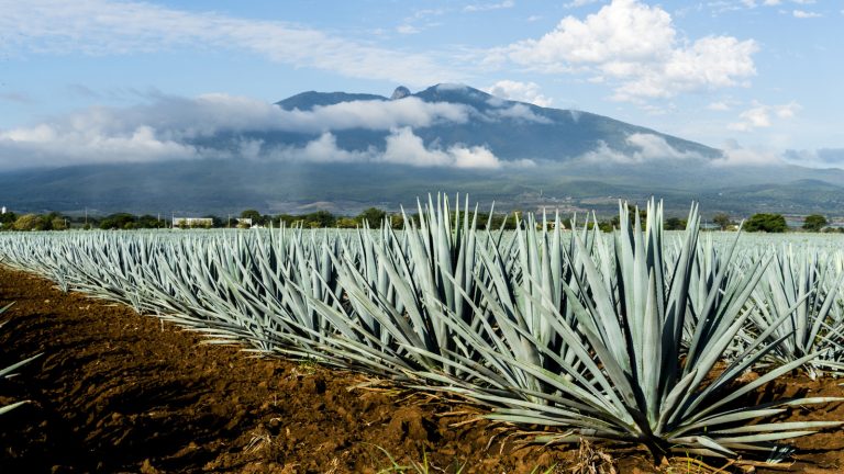 Highland and Lowland Tequila: Understanding the Differences